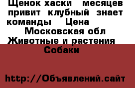 Щенок хаски 7 месяцев,привит ,клубный ,знает команды. › Цена ­ 20 000 - Московская обл. Животные и растения » Собаки   